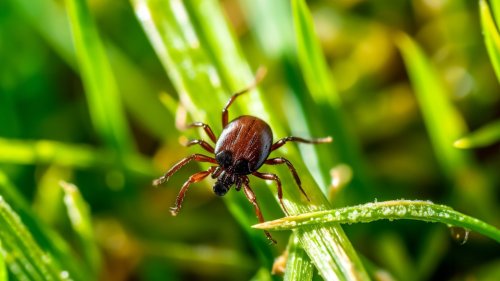 The Popular Landscaping Grass That Keeps Ticks Out Of Your Yard