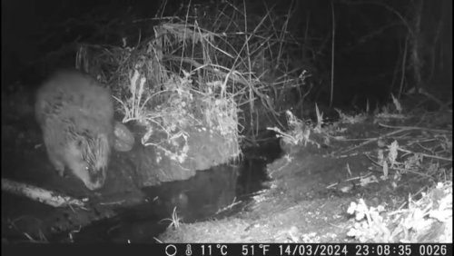 The wind in the willows! Beaver caught farting on wildlife camera