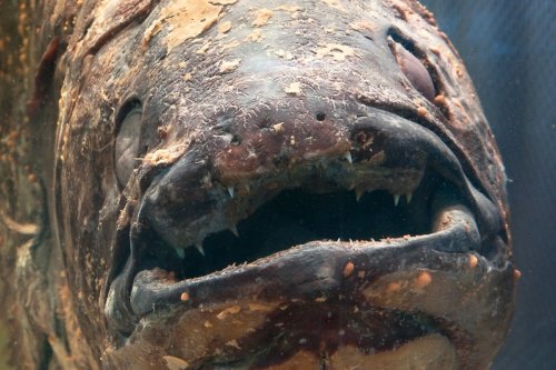 Rare fish from 70M years ago has been photographed for the first time ever