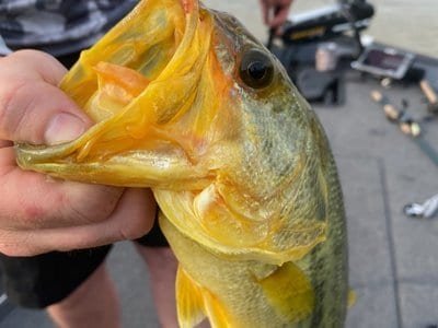 "One in a million" golden bass grips fishing community