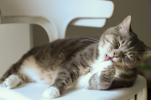 California Pet Owner Loses Two Cats to Bird Flu After Feeding Them Raw Milk