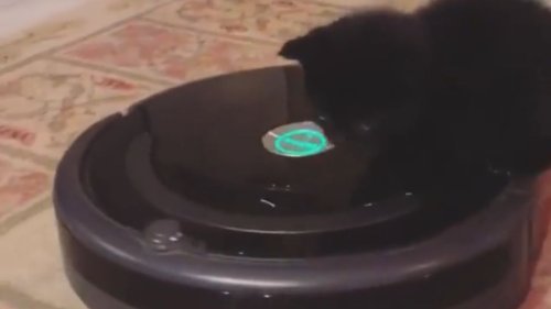 Purrfect circles: Black kitten's whimsical ride on the Roomba