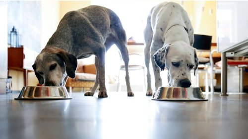 What Should We Be Feeding Our Dogs? — Plus Other Dog Food Facts