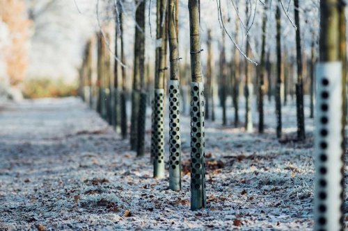 If You See Metal Wrapped Around a Tree, This Is What It Means