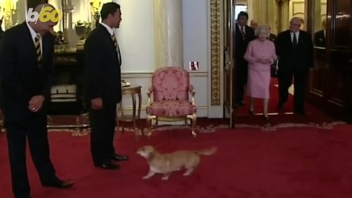 These Royals Love Their Dogs