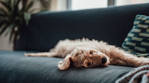 How to banish pet odors from your home