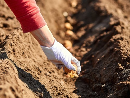 WHEN TO PLANT POTATOES IN YOUR GARDEN