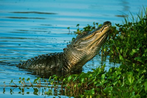 DNA Breakthrough Reveals Two Undiscovered Crocodile Species in the Caribbean