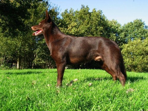 Everything You Need to Know About the Australian Kelpie