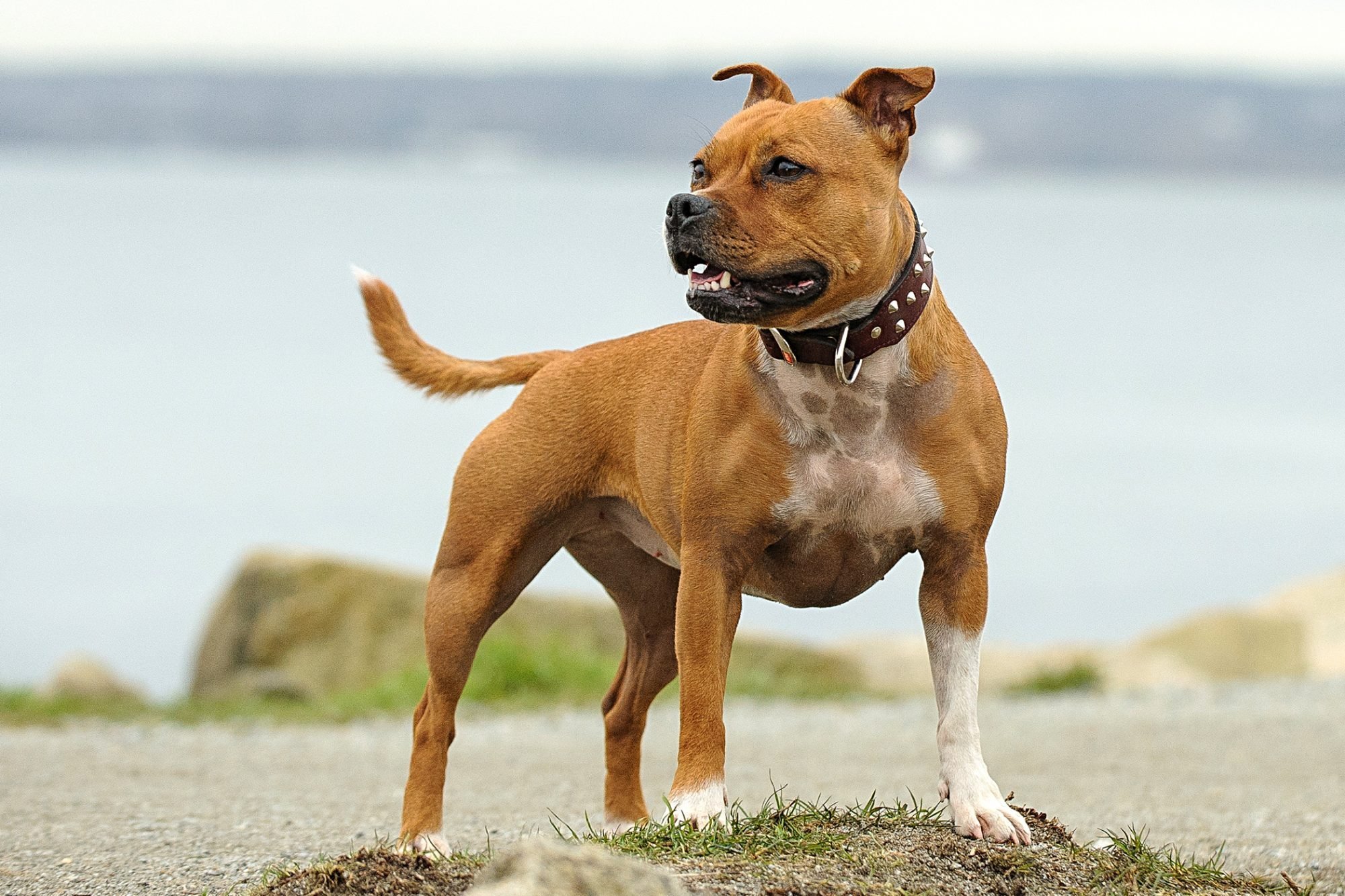 The 5 Different Types of Pit Bull Dog Breeds—and Why They Can Make Great Pets