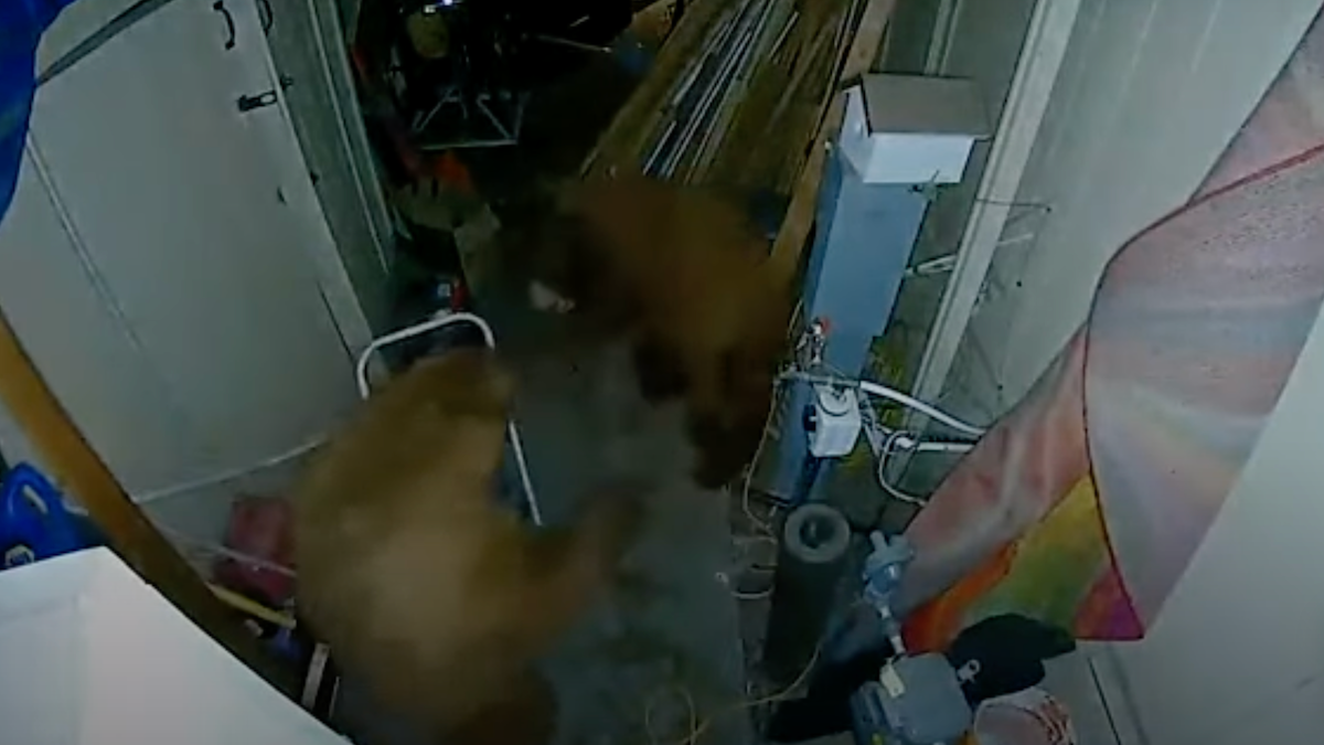 Doorbell camera captures a wild bear brawl inside of a garage