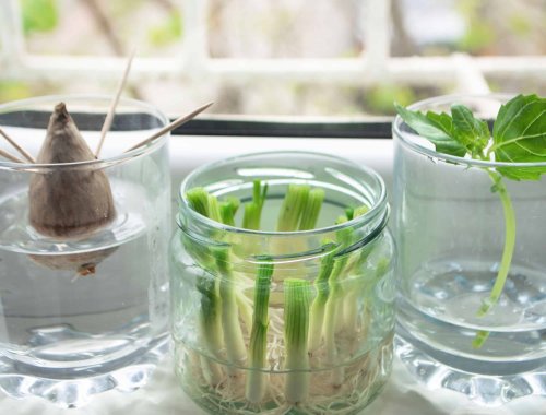 7 VEGETABLES YOU CAN REGROW FROM SCRAPS