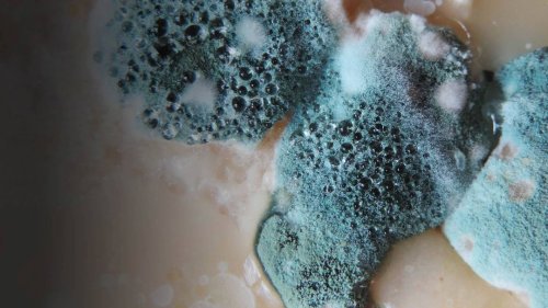 What If You Ate Mold?