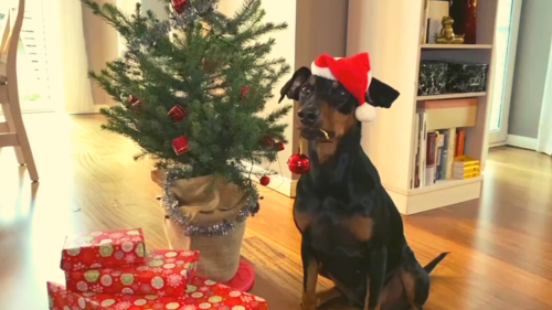 Adorable, responsible German Pinscher pup decorates Christmas tree