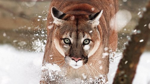 Animals
