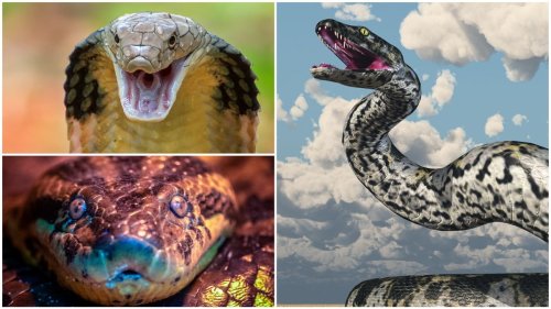 Beware of Giant Snakes:  Most Terrifying and Impressive Serpents