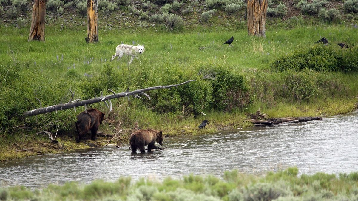 Yellowstone's 'Zone of Death' — Plus More National Park Stories | Flipboard