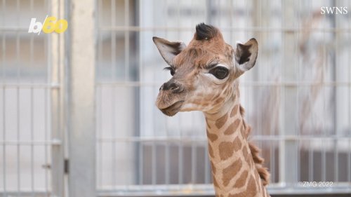 Watch This Cute Footage of a Baby Giraffe Making an Entrance