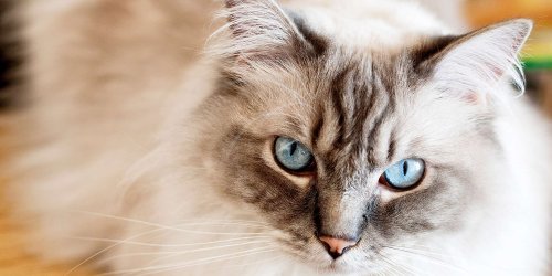Behold: The 10 Most Popular Cat Breeds of 2022