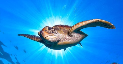 Into the Depths of Underwater Photography