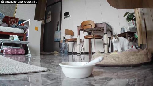 China: The Curious Behavior of the Cat