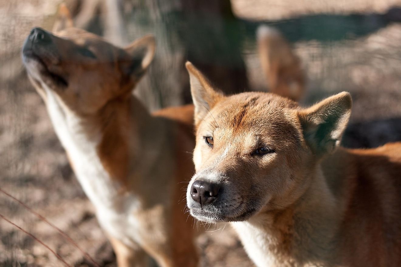 Animals That Have Been Declared Extinct In The 21st Century