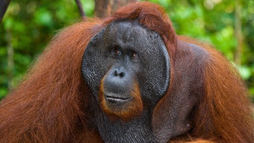 The Many Striking Links Between Humans and Primates