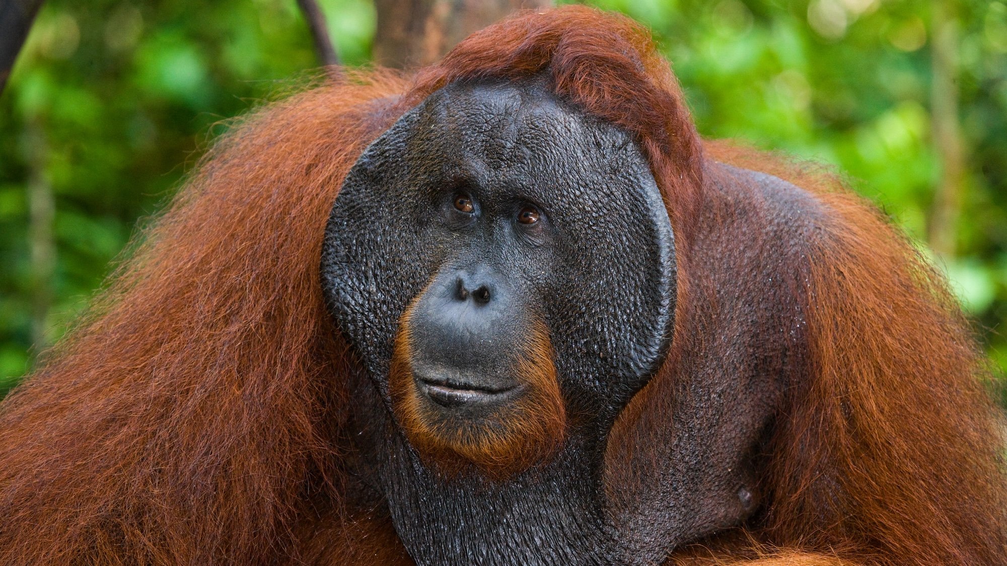 The Many Striking Links Between Humans and Primates