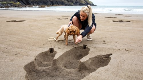 Residents in Pembrokeshire were baffled after waking up to find giant dinosaur footprints dotted along their local beach