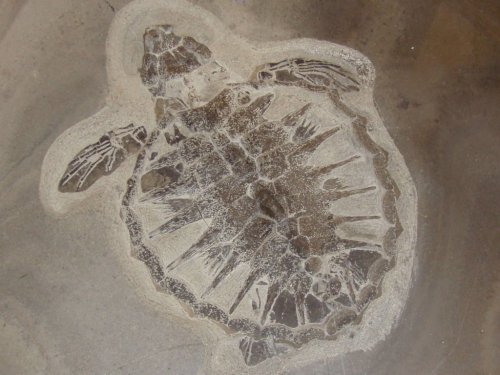 Magazine - PALEONTOLOGY 
OVER
GEOLOGICAL AGES
