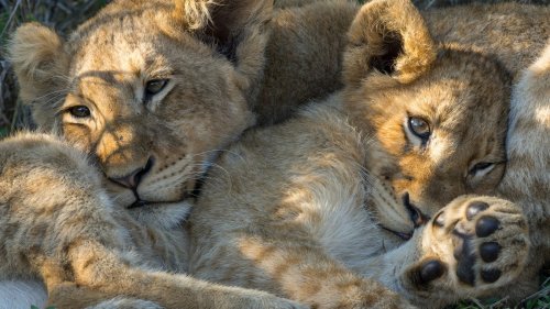This heartfelt video of  a lioness reuniting with her cubs will have your crying
