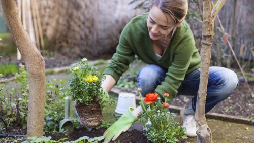 Beautiful flowers that'll brighten up your shady garden 