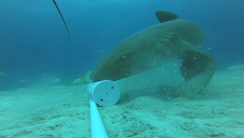 Underwater cameras captures shark 'walking' on sea floor