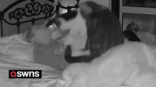 Worried pet cats huddle around owner after she falls into deep sleep