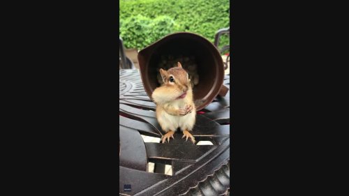 Cheeky Chipmunk Chirps at Camera While Storing Peanut for Later