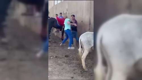 Egypt: Tourist Stands Up to Donkey Abuse in Egypt