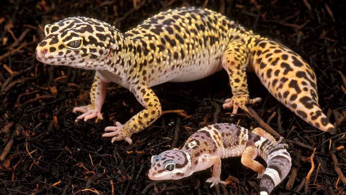 Super Cute Leopard Geckos Make Great Pets — Plus Other Awesome Pet Reptiles