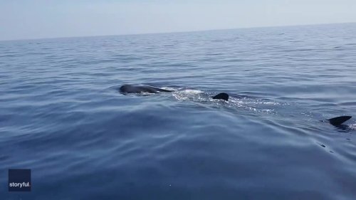 'That's Humongous!': Whale Sharks Surprise Boaters Off Florida's Gulf Coast