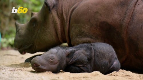 Adorable and Rare Rhino Calf Born in Indonesian Sanctuary