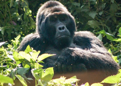 Fascinating Facts about Gorillas You Might Not Know