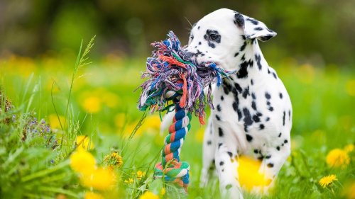 The best dog chews and toys for your canine companion