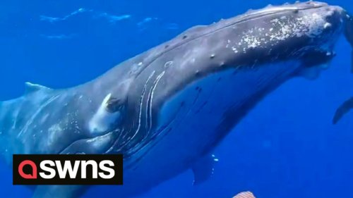 Diving group has hair-raising close encounter with a curious 30-foot humpback whale