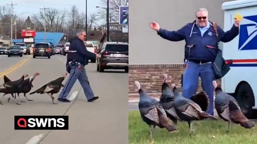 Funny moment four wild turkeys closely followed a postman on his round