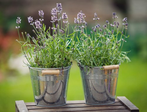 7 TIPS ON GROWING LAVENDER IN ANY CLIMATE