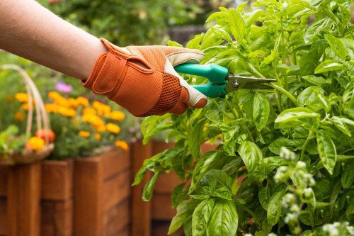 How To Get A Bountiful Summer Harvest