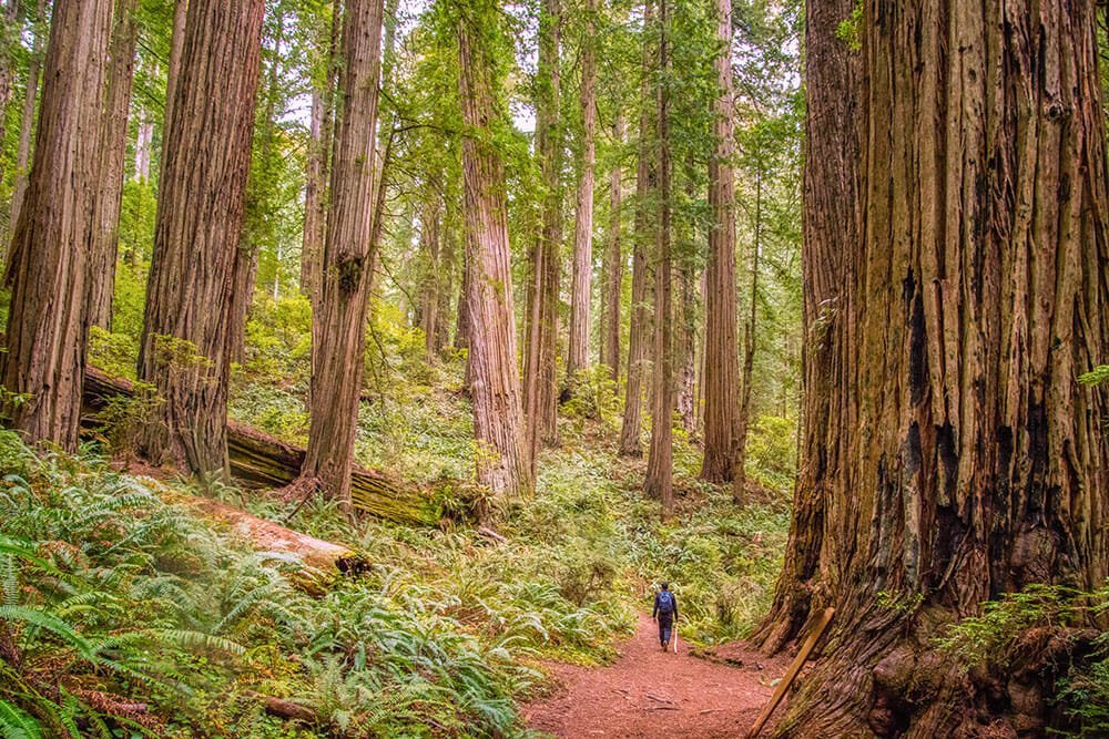 Where to Go Camping in California