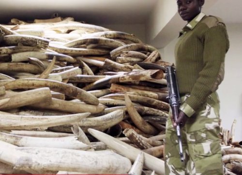 When you buy something made of ivory, where does the money go?