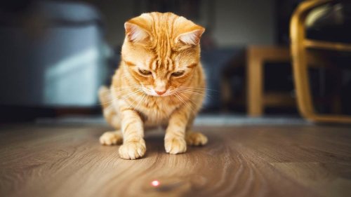 Why Are Cats So Obsessed With Laser Pointers? — Plus Other Crazy Cat Behavior