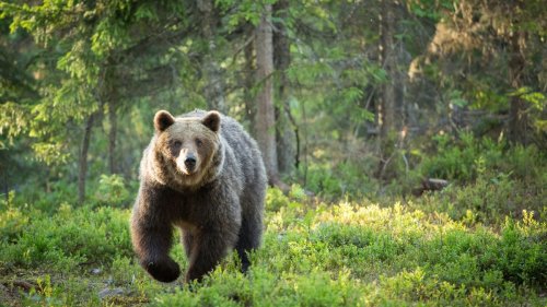 Bear safety for campers and hikers