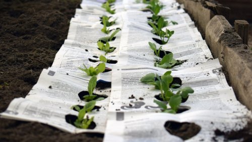 Tips for choosing the best mulch for your garden 
